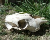 Cow skull, White, Rustic, Taxidermy