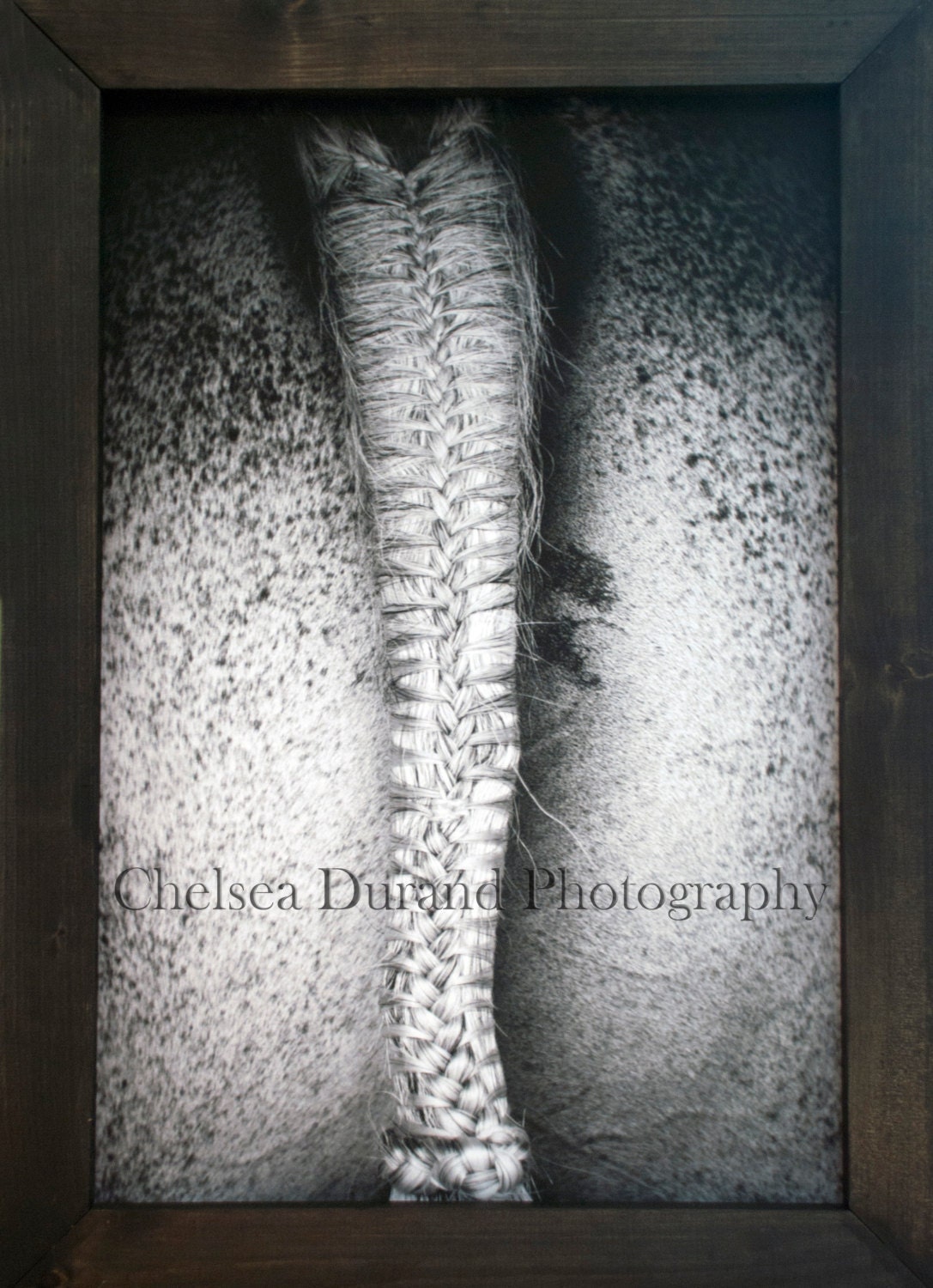 Framed Art, Equine Photography, Black and White, Horse, Tail, 20 x 30"