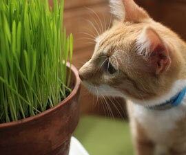 100 oat cat grass seeds digestive help happy and healthy cat also for dogs and birds - Flowersandplants