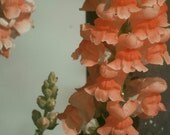 Snap Dragons Photography Vintage Look 5 x 7 Home Decor Art Plants Nature