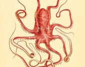 Octopus art print Ocean art Sea beach art Victorian print Antique wall art Nature wall art Home decor prints Fish art 8x10 print