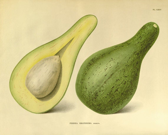 Avocado Vintage flower art  print antique wall decor Flower decor botanical prints Garden print Victorian art French decor Cottage art 8x10