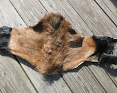 Piece of Corsican hide