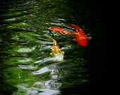 Koi Fish Pond Nature Fine Art Photography 8x10 Print