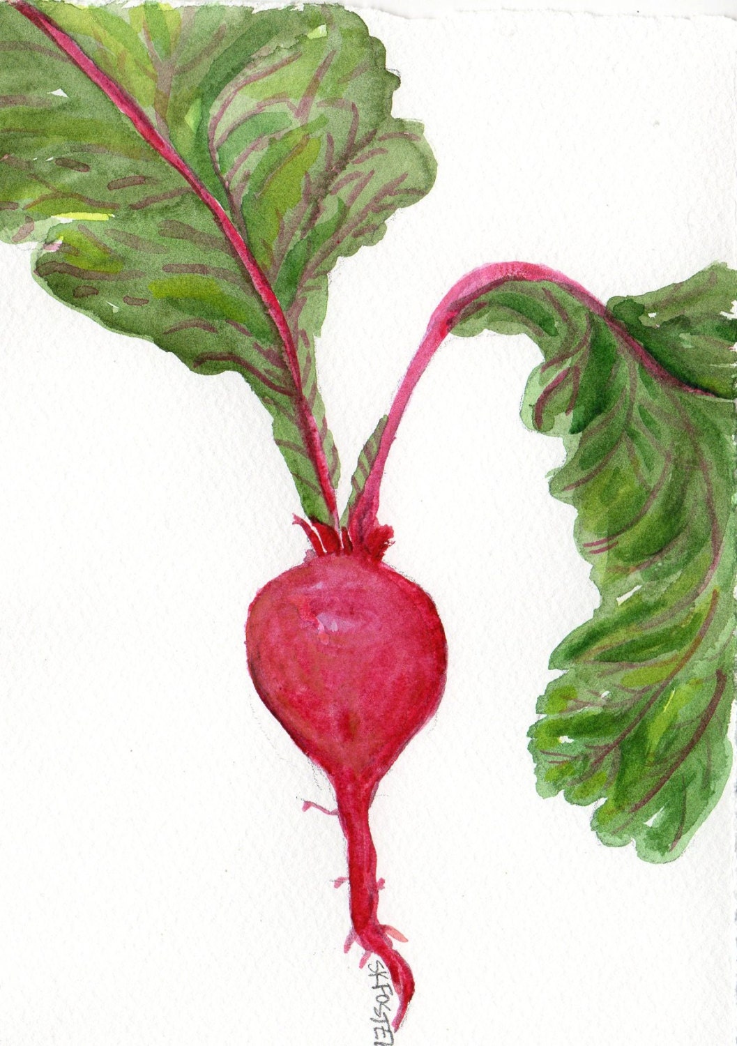 Beet watercolor painting original, vegetable series, 5 x 7, beet art