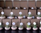 air plant party favors // place markers qty. 25