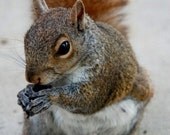 Squirrel Photograph, Animal Picture, Cute, Nature Photo, Brown, Grey, White, Woodland - 4x6 inch Print -Mr. Perfect