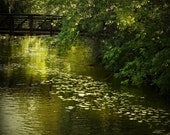 creek trees leaf green bridge landscape photography nature 16x20 fine art photography home decor office decor branches Fathers Day