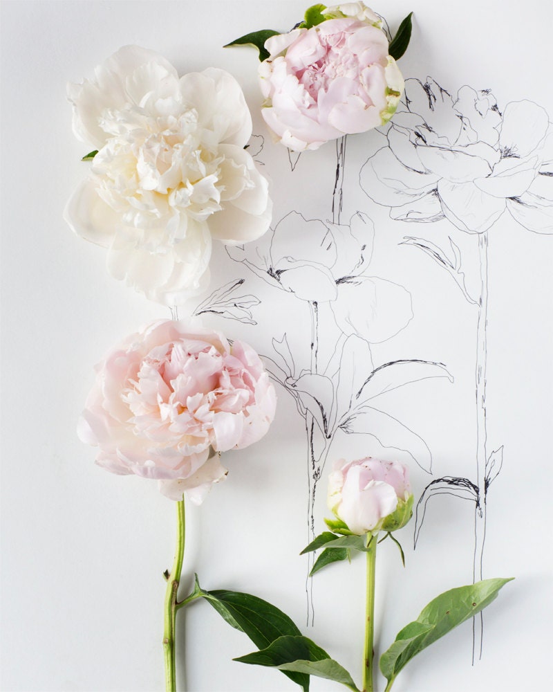 Peony Photograph No. 9588
