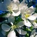 Cherry Blossom Flower Photography -Cottage Chic -White Flower -Spring Decor -Square Art -8x8 Colorado Fine Art Photograph