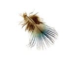 Feather Photograph -Teal Brown Minimalist Fine Art Nature Photo - galleryzooart