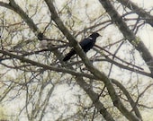 Crow photograph fine art nature tree branches watercolor effect 8x10 print rustic neutrals wall decor
