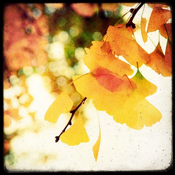 Colorful Ginkgo - 8x8 Fine Art Print - Nature Photography - Yellow White TTV - For Tree Lovers - Etsy Wall Art