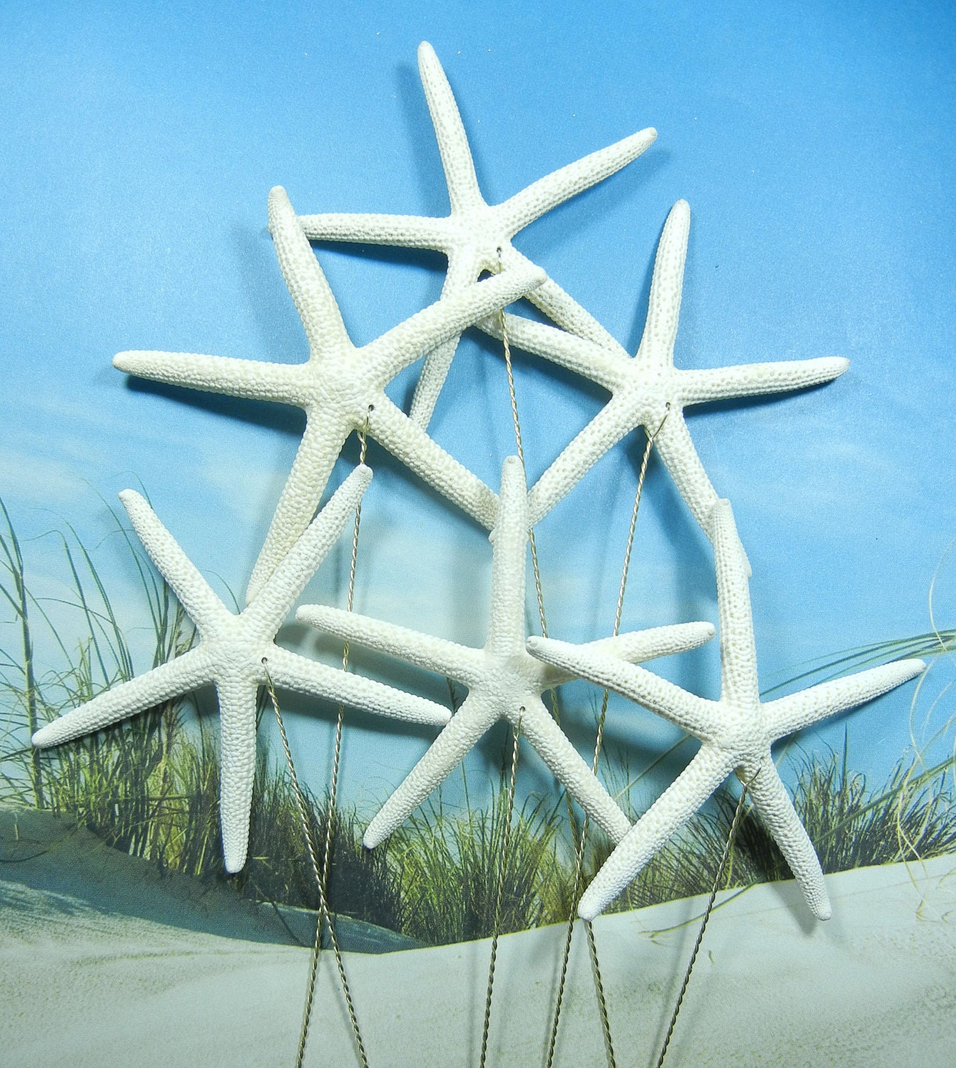 6 Natural Pencil Starfish Stems for a Wedding Bouquet Bridal Bouquet or Centerpiece