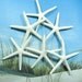 6 Natural Pencil Starfish Stems for a Wedding Bouquet Bridal Bouquet or Centerpiece