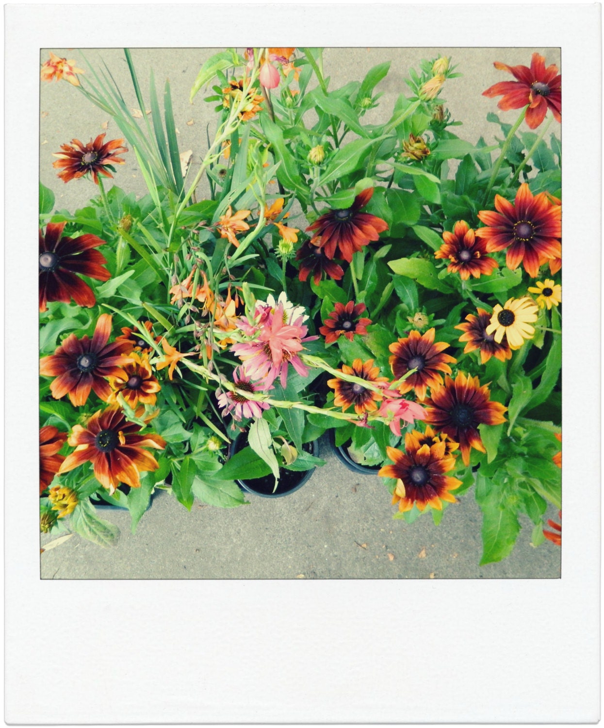 fall flower pots