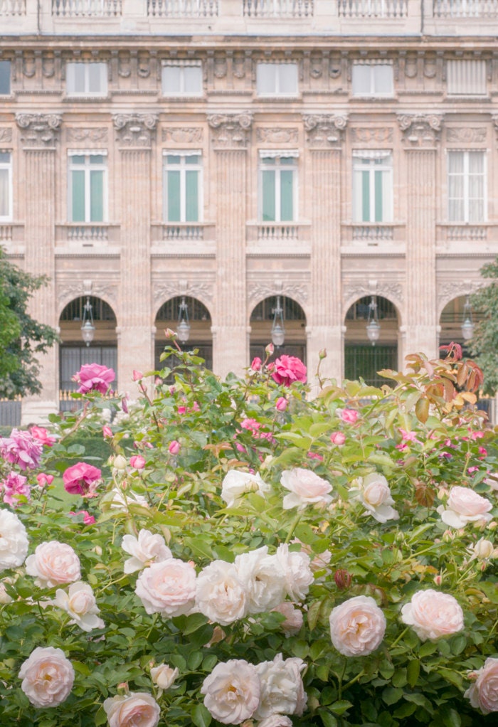 Paris Photography - Roses at the Palais Royal Gardens, Floral French Fine Art Travel Photograph, Wall Decor