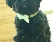 Seersucker Collars for Teacup Sized Dogs