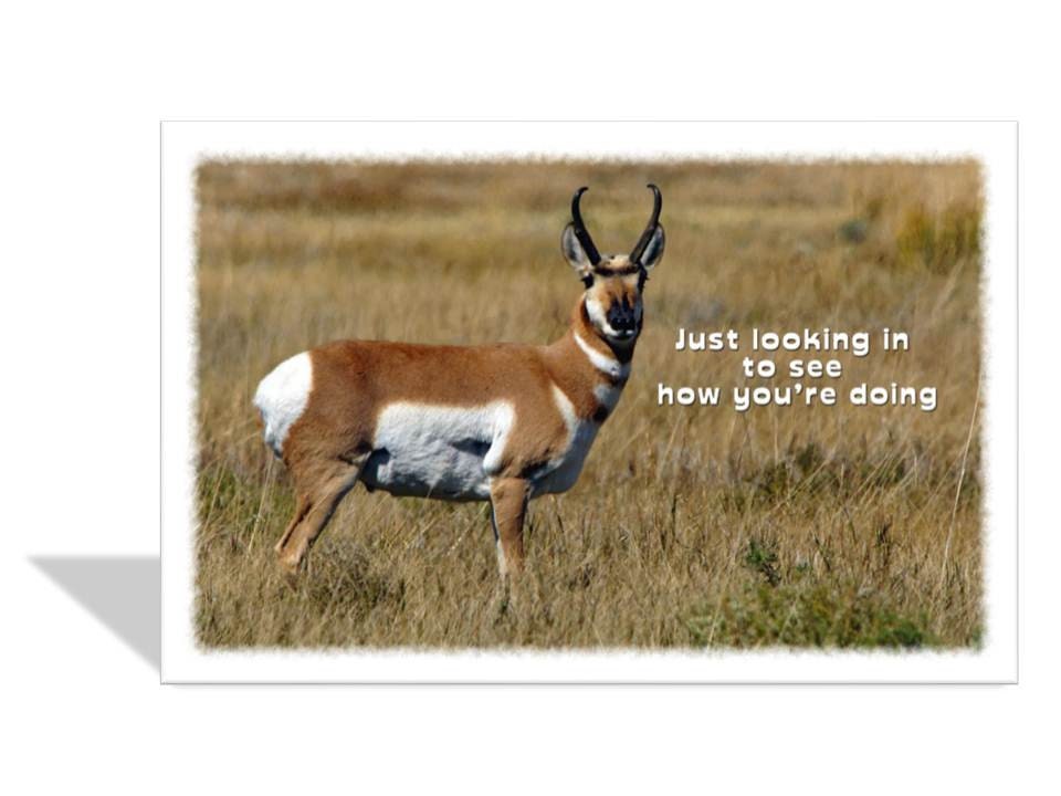 Animal greeting card - wildlife card - Antelope card - pronghorn antelope photo - wild animal - wildlife 8 1/2 x 5 1/2