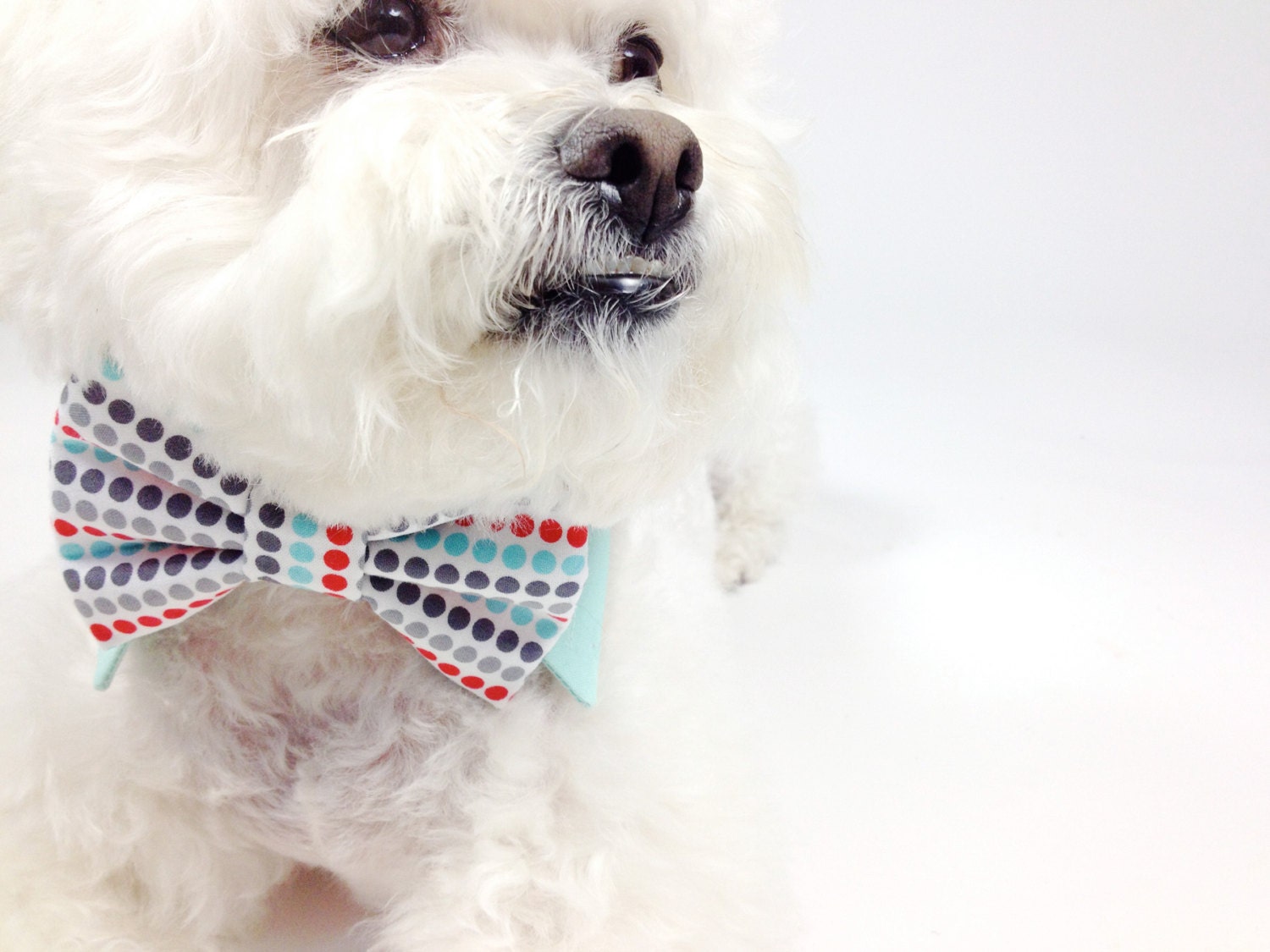 Dog bow tie and shirt collar-  mod dot print bow tie- more options- wedding bow tie for dogs- pet tie