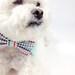 Dog bow tie and shirt collar-  mod dot print bow tie- more options- wedding bow tie for dogs- pet tie