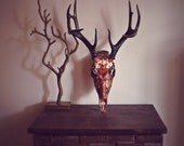 Botanical Butterfly Whitetail Deer Skull