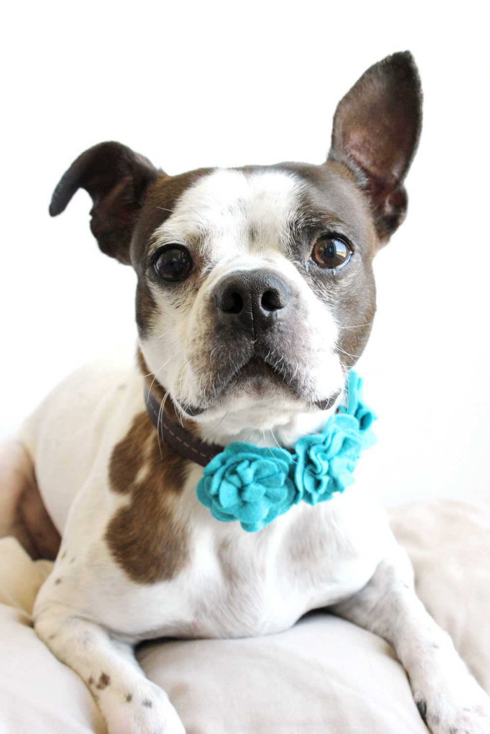 Sweet Pea Flower Trio - Dog Collar Accessories