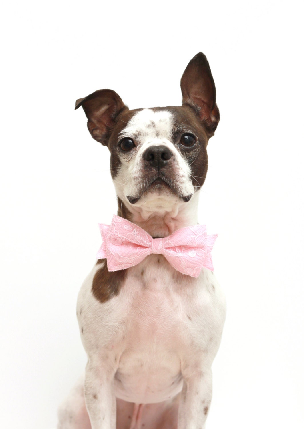 Pink Lace Dog Bow - Wedding Accessories For Dogs