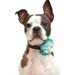 Ombre Sweet Pea Felt Flower Dog Collar Accessories PICK YOUR COLORS