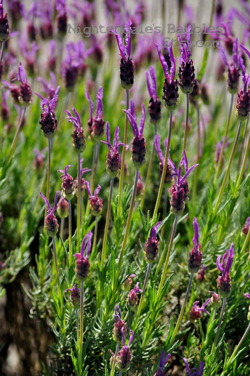 Purple Spanish Lavender 8x10 Fine Art Photographic Print