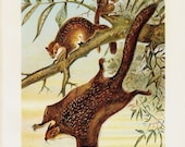1901 Antique FLYING SQUIRREL fine engraving, original antique gorgeous print