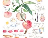 Peach pie recipe, French kitchen decor, Botanical print, Watercolor Food art, 8X10 Fruit illustration poster, pink