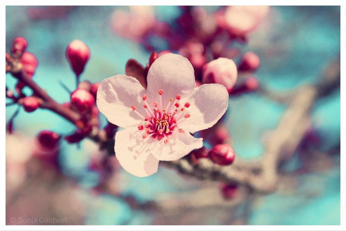 Plum Blossom, Spring floral, home decor, pink, Japanese, Asian flower photograph, 8x12 Original Fine Art Photograph