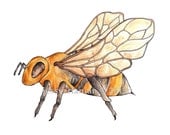 Bumble Bee Watercolor & Ink Illustration Print