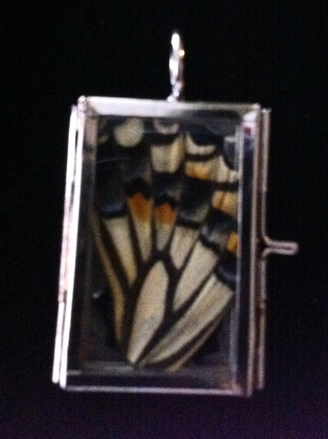 Genuine Butterfly Wing Natural History dried specimen Diorama Curio Pendant necklace