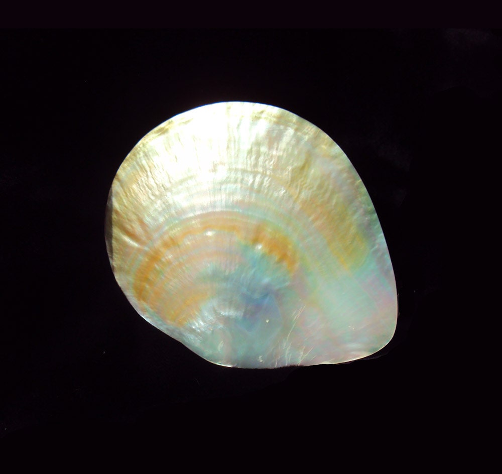 Medium 6 x 5.25 Mother of Pearl Plate, polished Gold Lip Shell, Smudge, Sage burner, Offering plate, altar, Free bundle of white sage