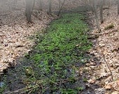 Spring Marsh photograph landscape with Marsh Marigold and Morning Fog greens and beige