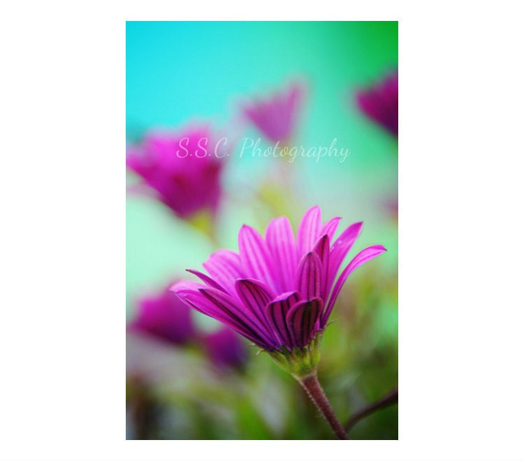 Purple flower photo. Bright art. floral. spring. teal. mint. turquoise. green. nature. home decor. girly. colorful. flowers