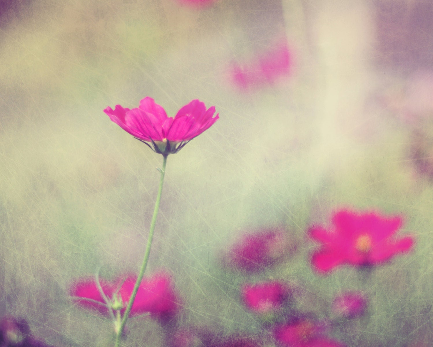 Flower Photography, Fuchsia Pink & Green Wall Art, Photo of Flowers, Floral Home Decor, hot pink, vintage, impressionistic 8x10 Print