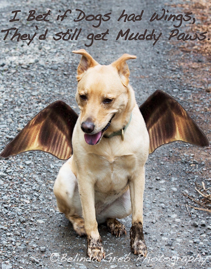Nature Photography - "Maisie's Muddy Paws" - Dog Photography Poster Grey tan cream bronze 8x10 unframed print