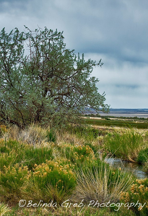 Landscape Photography-  "Frenchglen" - Oregon Nature Photography yellow green blue Photo - 8x10 Print