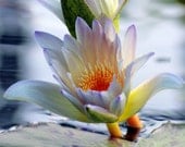 Waterlily Magic Fine Art Photography Print, 8x10, nature, landscape, garden, floral wall decor, home decor,