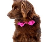 Purple Rain Martini Bowtie Dog Collar