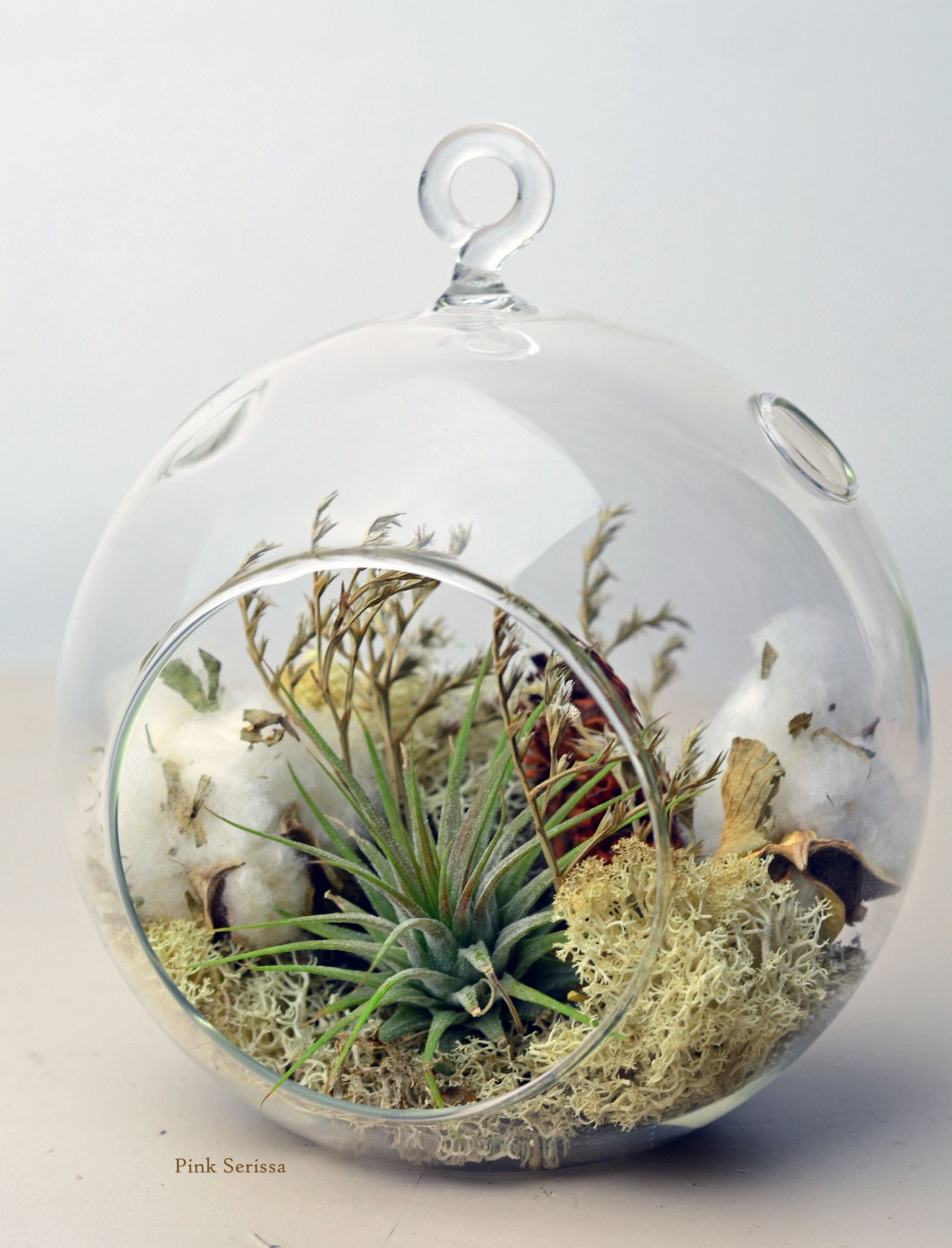 Air Plant Terrarium - Hanging Glass Orb Terrarium - Tillandsia Ionantha - Natural Moss - Dried Flowers - Cotton Branches