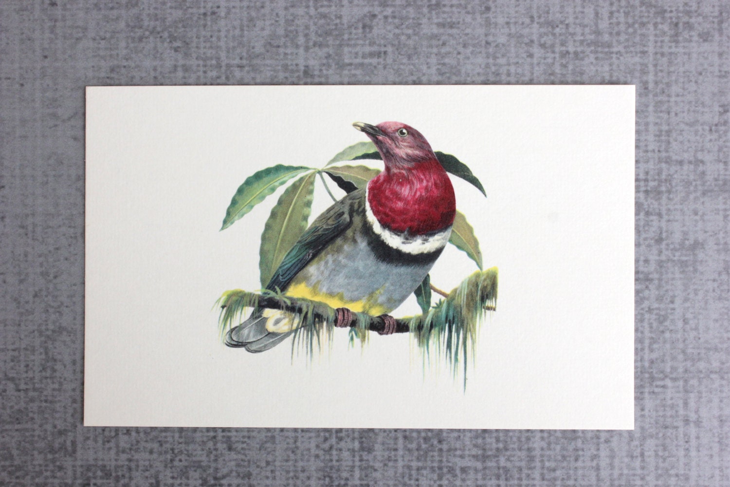 Bird Flashcard Pink Necked Fruit Dove Flash Card - OldVintageGoodies