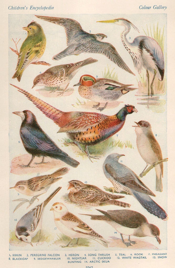 Vintage Antique 1930s Bird bookplate original lithograph art print illustration 2767
