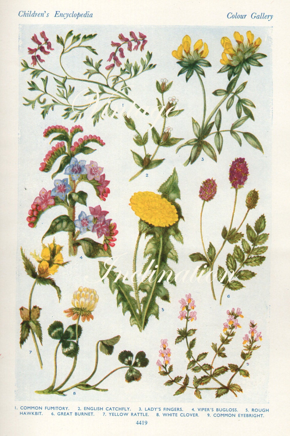 Vintage Antique 1930s Flowers botanical bookplate original lithograph art print illustration 4419