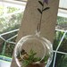 Hanging Terrarium Extra Large Size with Succulents and a Metal Flower Hook DIY