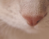 Cat Nose 8x10 Fine Art Photography Feline Kitten Kitty Animal Pet Macro Nursery White Pink Grey Shabby Chic Home Decor Wall Art
