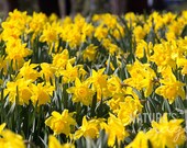 Flower Photography, Nature Photography, Yellow Daffodils, Spring Blossoms, Yellow, Bright, Spring Art, Gifts for Mom, home decor, 8x12 print
